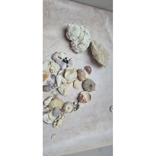 145 - Good Collection of Shells, Coral etc