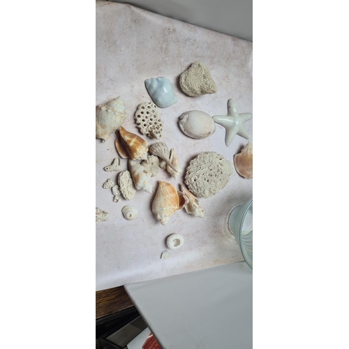 145 - Good Collection of Shells, Coral etc