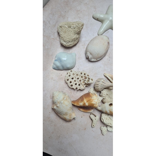 145 - Good Collection of Shells, Coral etc