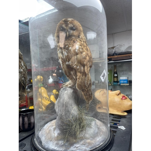 366 - Taxidermy Owl