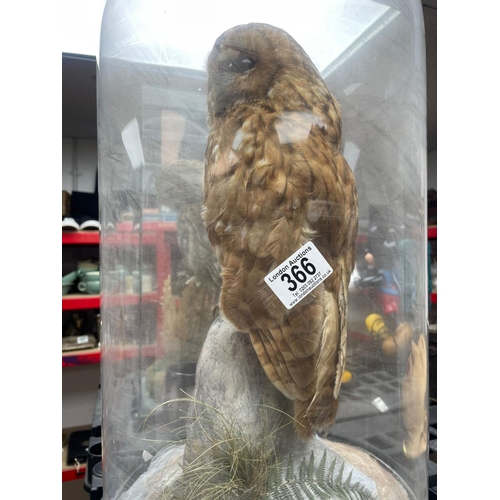 366 - Taxidermy Owl