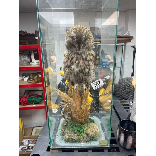 367 - Taxidermy Owl