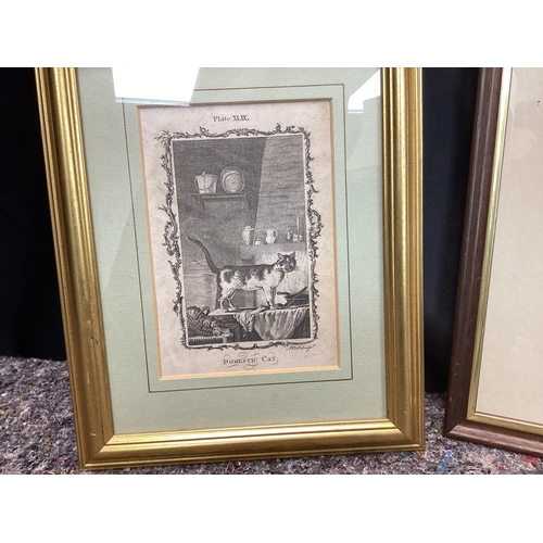 168 - 2 Old Framed Cat Etchings