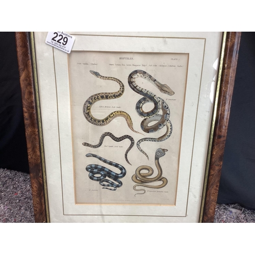 229 - Framed Victorian Reptiles Plate