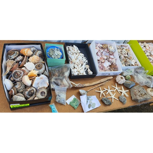 96 - A very large collection of shells, Fossil, rocks etc.