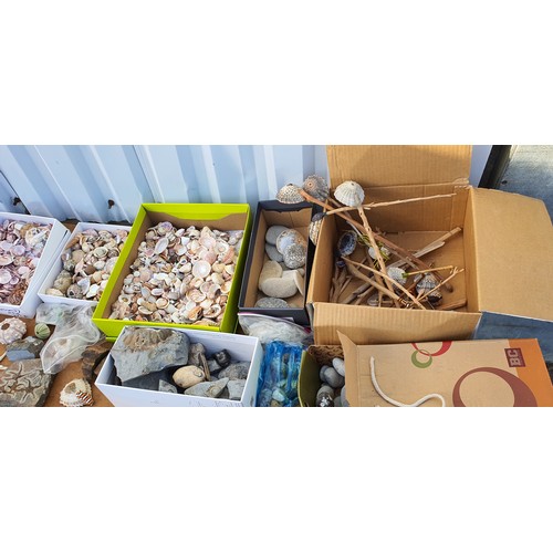 96 - A very large collection of shells, Fossil, rocks etc.