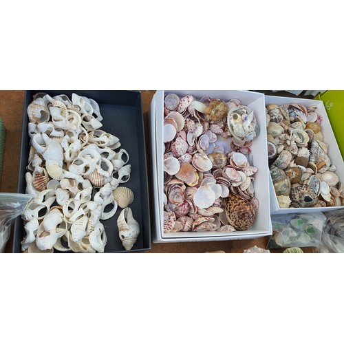 96 - A very large collection of shells, Fossil, rocks etc.