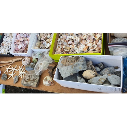 96 - A very large collection of shells, Fossil, rocks etc.