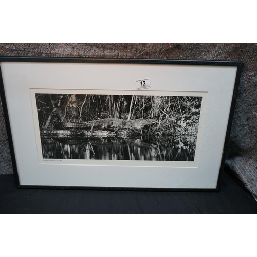 12 - Framed Photograph of an Alligator