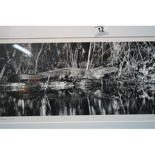 12 - Framed Photograph of an Alligator