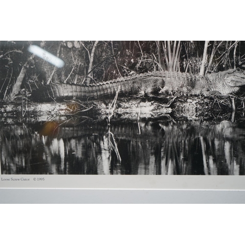 12 - Framed Photograph of an Alligator