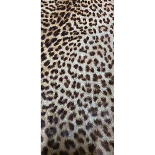 22 - Early 20th Century Leopard Skin