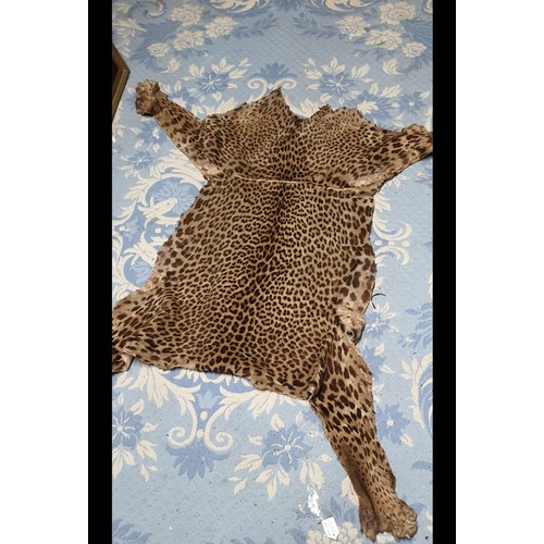 22 - Early 20th Century Leopard Skin