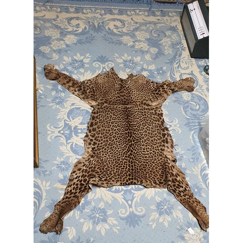 22 - Early 20th Century Leopard Skin