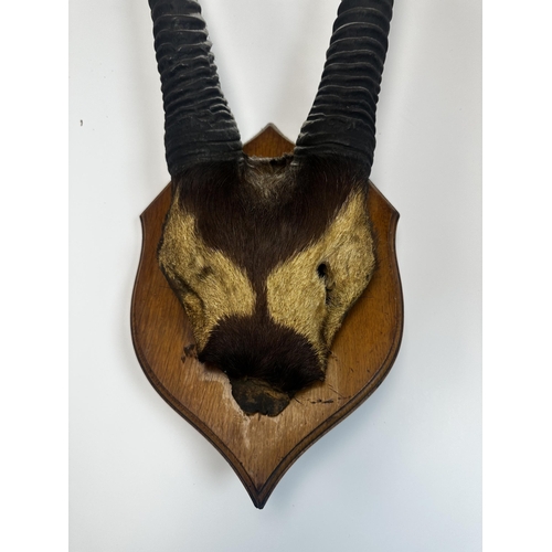 198 - Shield Mounted Set of Taxidermy Gemsbok Horns and Partial Skull