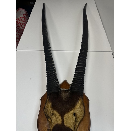 198 - Shield Mounted Set of Taxidermy Gemsbok Horns and Partial Skull