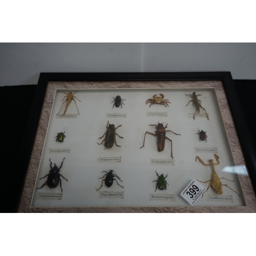 399 - Framed Insect Taxidermy's Framed