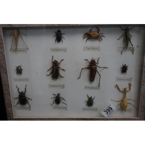 399 - Framed Insect Taxidermy's Framed