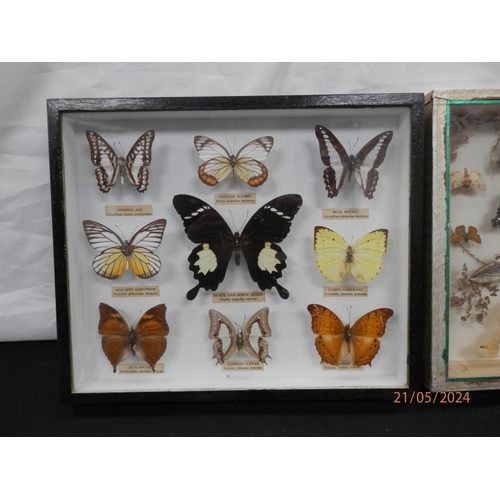 374 - Two Framed Sets of Taxidermy Butterfly's