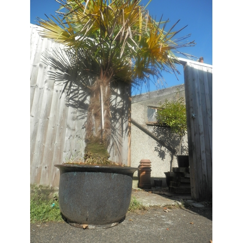 1440 - Potted Palm Tree (Trachycarpus fortunei) 220cm x 55cm