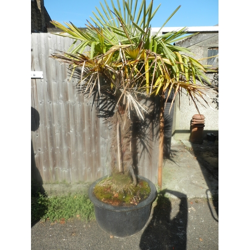 1440 - Potted Palm Tree (Trachycarpus fortunei) 220cm x 55cm