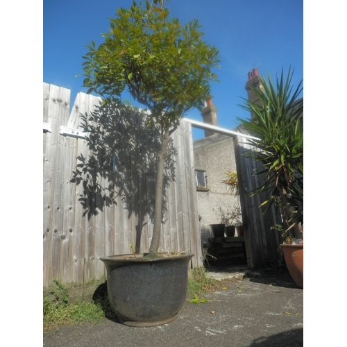 1441 - Large Outdoor Potted Tree