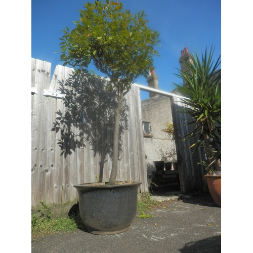 1441 - Large Outdoor Potted Tree