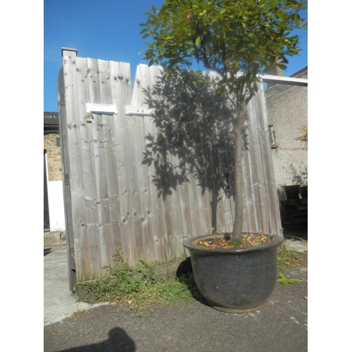 1441 - Large Outdoor Potted Tree