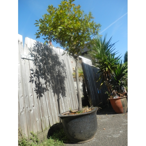 1441 - Large Outdoor Potted Tree