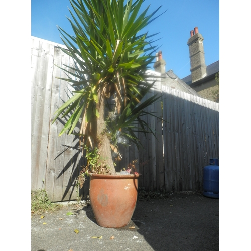 1442 - Potted Yucca Plant 165cm Tall