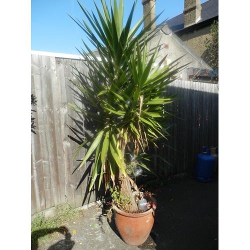 1442 - Potted Yucca Plant 165cm Tall