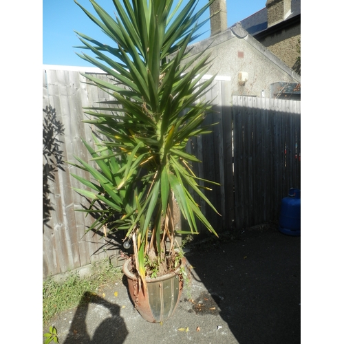 1445 - Potted Yucca Plant