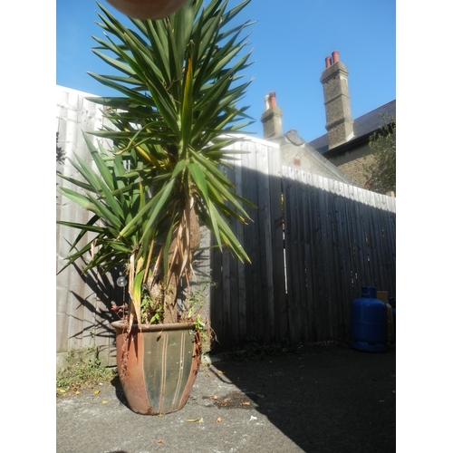 1445 - Potted Yucca Plant