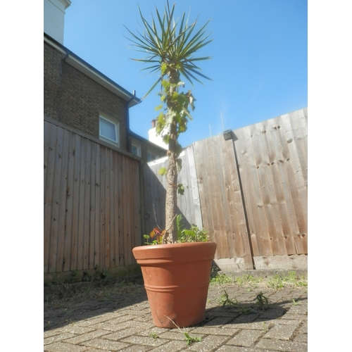 1448 - Potted Palm Plant