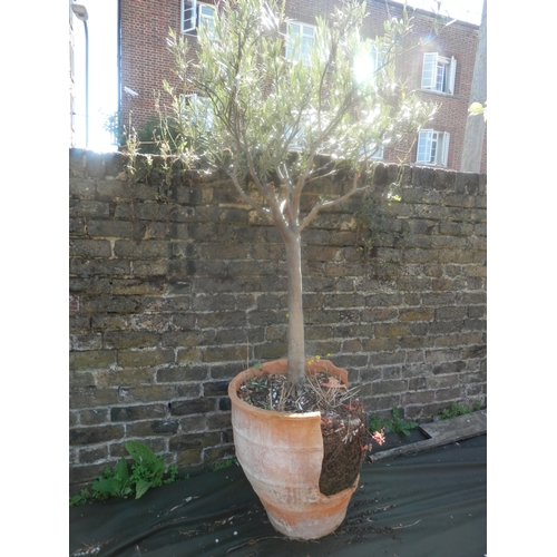 1450 - Potted Olive Tree (Pot AF)