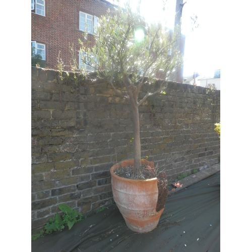 1450 - Potted Olive Tree (Pot AF)