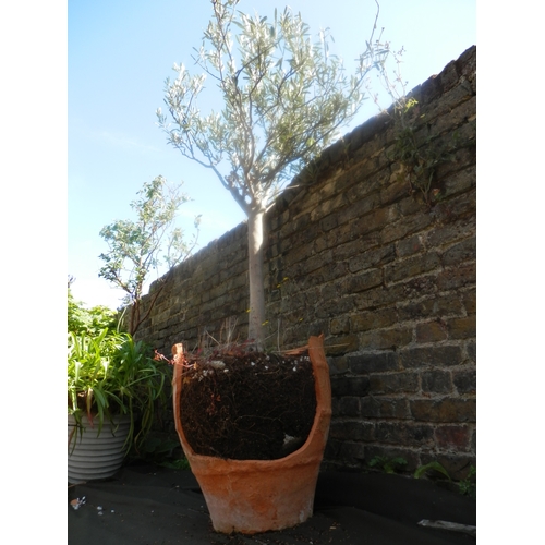 1450 - Potted Olive Tree (Pot AF)