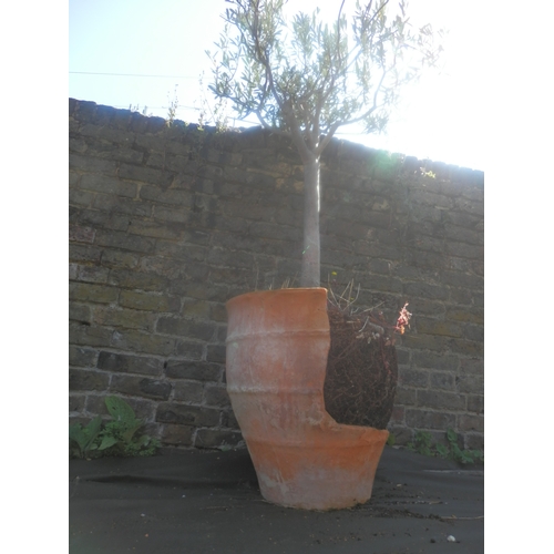 1450 - Potted Olive Tree (Pot AF)