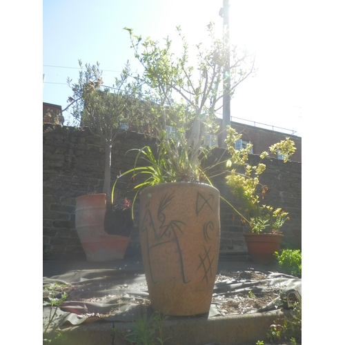 1452 - Potted Plant in a Good Quality Decorative Plant Pot