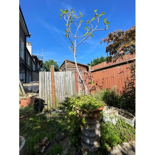 1446 - Large Potted Fig Tree