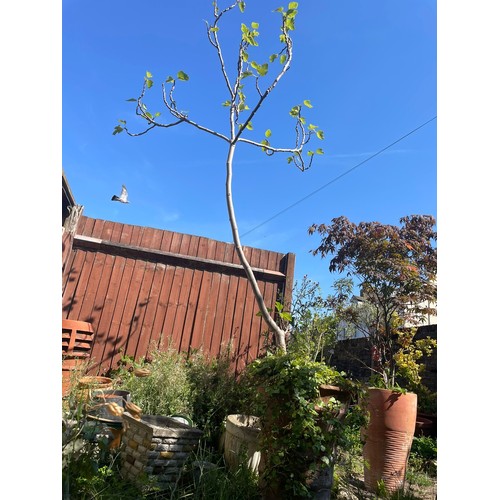 1446 - Large Potted Fig Tree