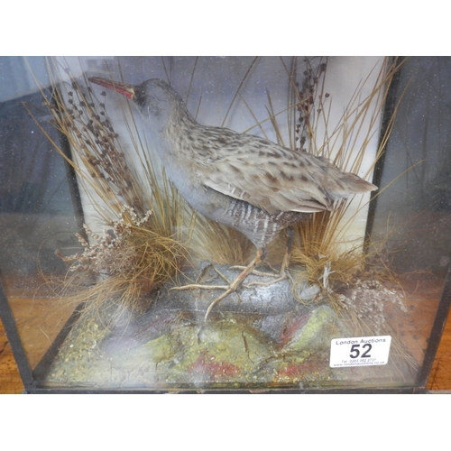 52 - Taxidermy Water Rail with Grasses and Reeds c.1900