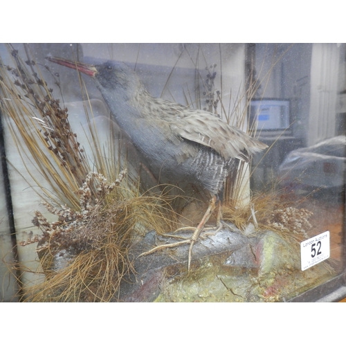 52 - Taxidermy Water Rail with Grasses and Reeds c.1900