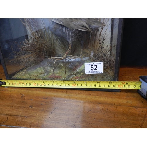 52 - Taxidermy Water Rail with Grasses and Reeds c.1900