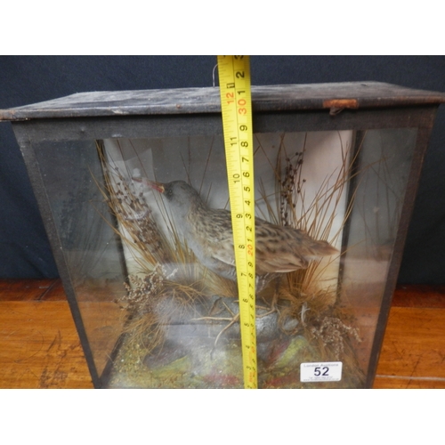 52 - Taxidermy Water Rail with Grasses and Reeds c.1900