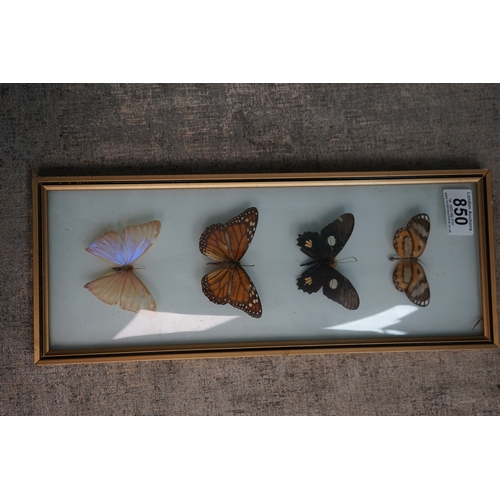 580 - Set of Framed Butterfly's with Concave Glass