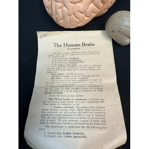 172 - Vintage Anatomical Model of the Human Brain