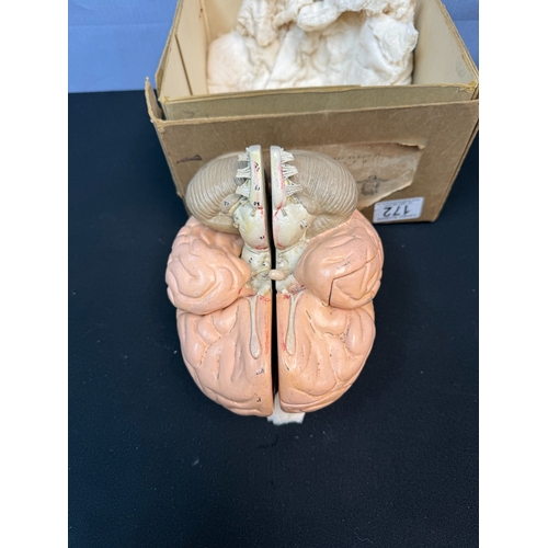 172 - Vintage Anatomical Model of the Human Brain