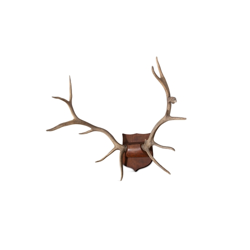 2 - A SET OF IRISH DEER ANTLERS,  each antler with six points, mounted on a stained wooden crest. 132cm ... 