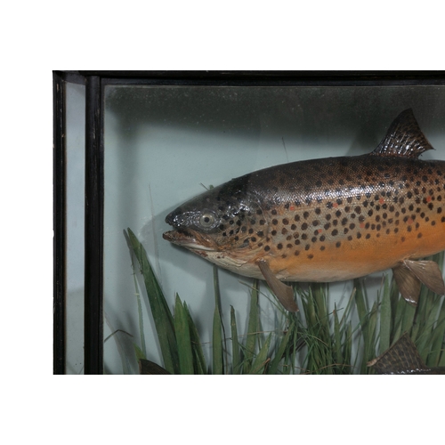 3 - A FRAMED TAXIDERMY OF TWO TROUT, BY WILLIAMS OF DUBLIN,  the bowfront glazed case with two trout per... 